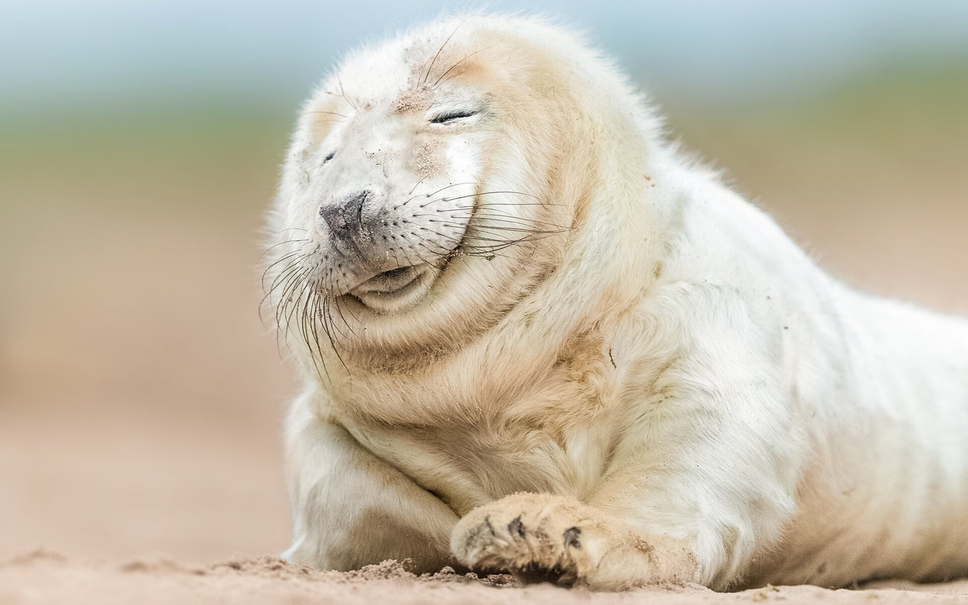 赛道上的猛龙，当西亚卡姆在F1街道赛接管比赛